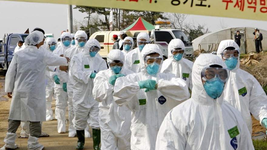 Chống dịch cúm gia cầm, Hàn Quốc cấm di chuyển tại tất cả các trang trại chăn nuôi
